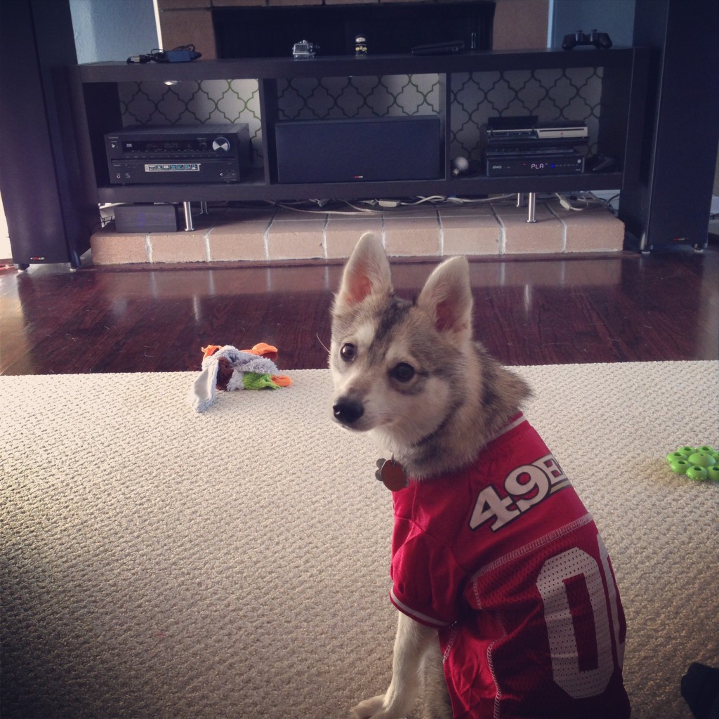  - 49er-dollars-this-is-kodi-our-Alaskan-klee-kai-showing-his-niner-spirit-Lily-Lim-1024x1024