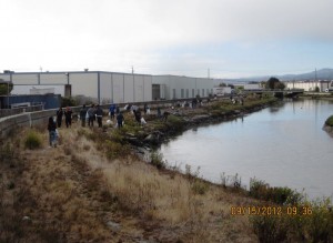 In September 2012 65 volunteers showed up to clean Colma Creek  Photo Tom Carney SSFFD