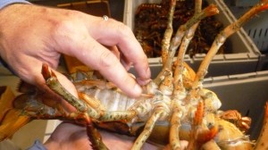 Primo shows the female lobsters will at times have eggs, which is considered a delicacy and referred to as ‘Roe’ or lobster caviar