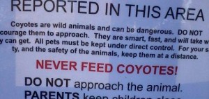 Coyote warning posted at Orange Memorial Park near the BBQ area.