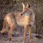 Coyotes are wild animals and should be treated as such. Enjoy them from a distance and do not feed them. 