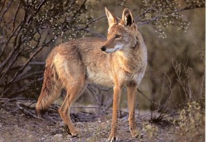 Coyotes are wild animals and should be treated as such. Enjoy them from a distance and do not feed them. 