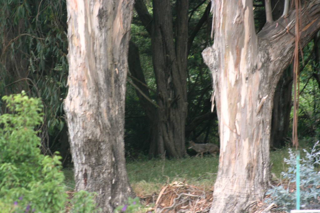 The hidden coyote wandering through a grove of trees near Winston Manor Photo Cynthia Marcopulos