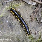 The land is alive 'Millipede' Photo: ROGER CAIN 