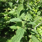 Stinging Nettles keep explorers out Photo: ROGER CAIN