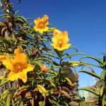 Great variety of drought tolerant native plants for sale!