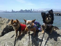 ESC should help kick off the fundraising for this SSF chihuahua trio: left to right, Shakey Lee (rescue from PHS), Funny (rescue from Porterville), and Odin my one-eyed wonder dog because we are old South City - Mom has been here since she was 3 months old - OVER a half century!! -Jeannette Yesitsnineletters 