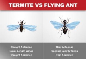 termite vs flying ant