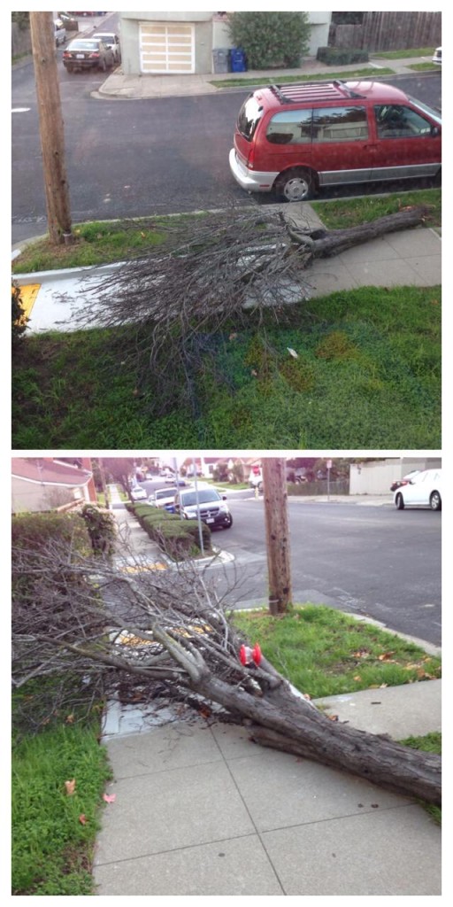 A favorite family tree was taken out in the strong winds today. Leticia Ortiz Ramirez said "My family and I loved that tree and we were waiting to see it bloom" Photo: Leticia Ortiz Ramirez