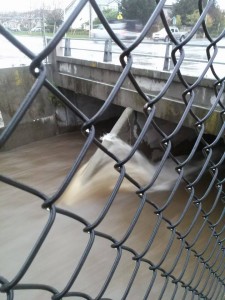 Colma Creek by Orange Photo Angela Rudoni