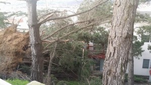 The Rocca fallen tree as seen during daylite Photo: Angela De Benedetto