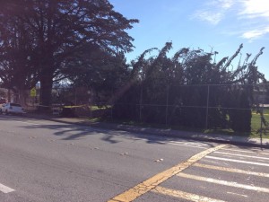 Peepers Arce shared this photo of a tree down at Paradise Valley Park 