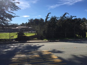 Kim Harrison shares a photo of the tree down at Martin School. 