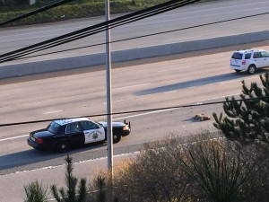 Dead cougar on 280 CHP_AndyHowse