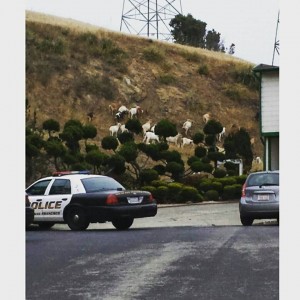 Goats gone wild is captured by another SSF neighbor