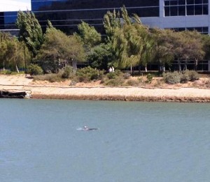 Dolphin visiting in the Cove Photo Brian Perry