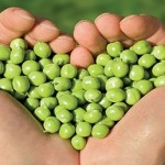 hand heart of peas