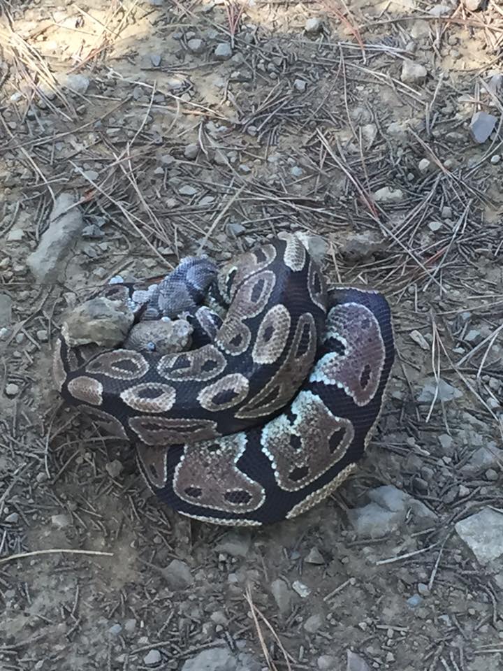 Python found on Iris Hill Trail on Sign Hill by Angelique Presidente