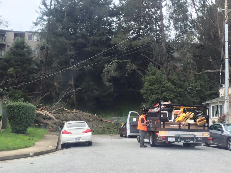 This is a tree that fell down last night in my mom's neighborhood. Luckily no houses were damaged.' Photo Credit Amy Albera Glines