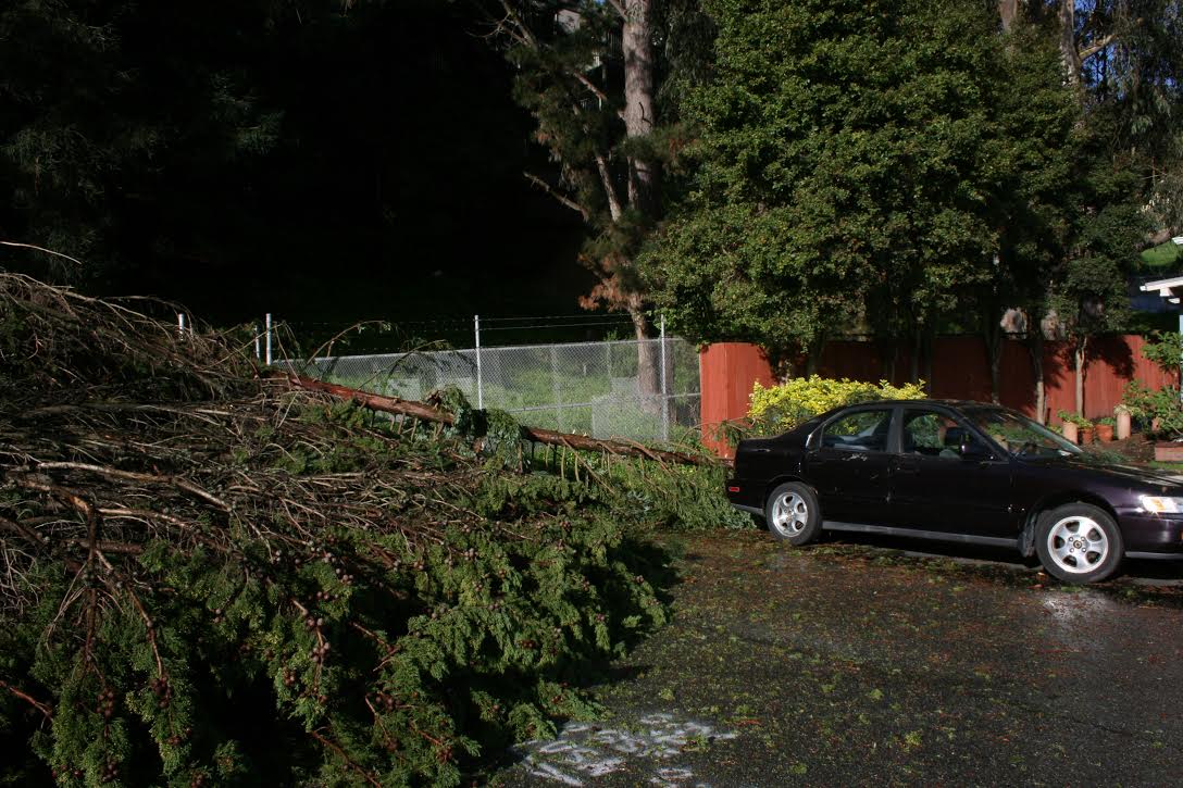 Trees down in West Winston Manor