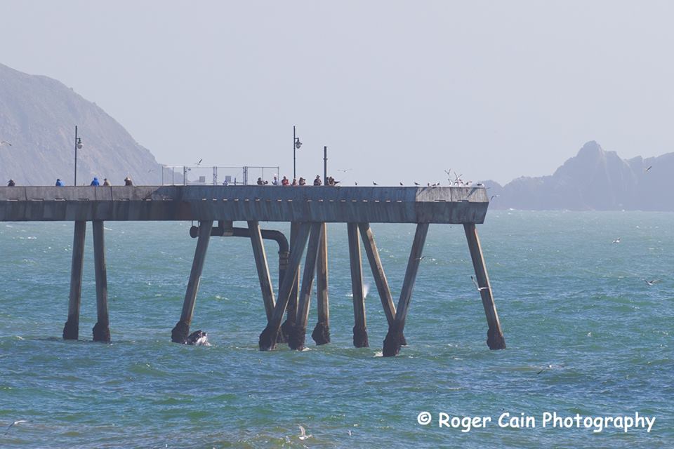 See the whale just below the Pacifica Pier? In the background behind one of the pier legs you can see the spray from another Humpback whale. 6-20-2016