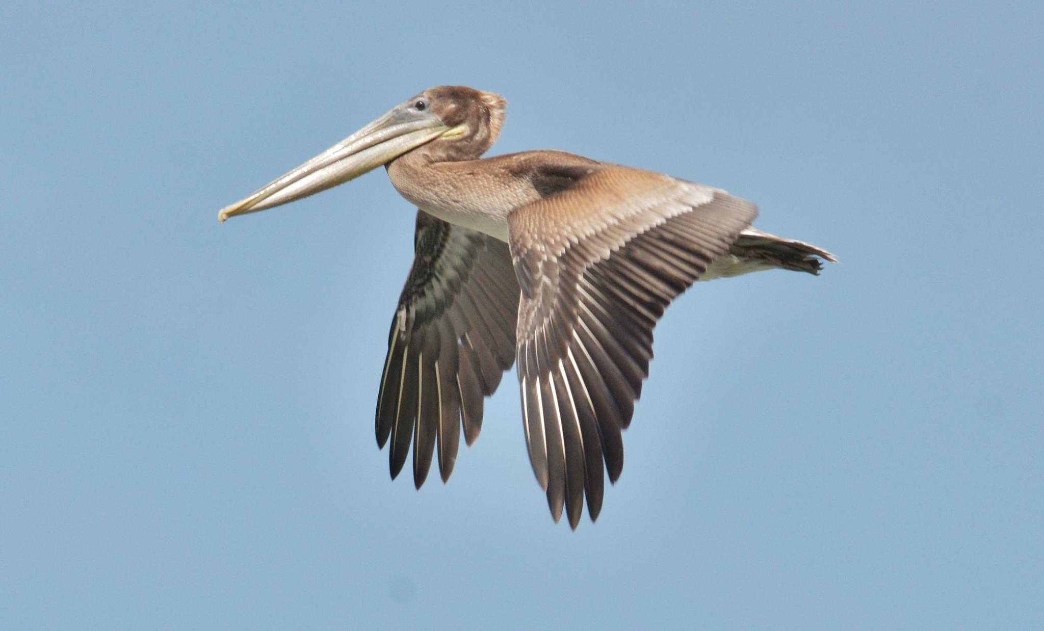 Cruising the sky searching for seafood Photo Vinny Vance