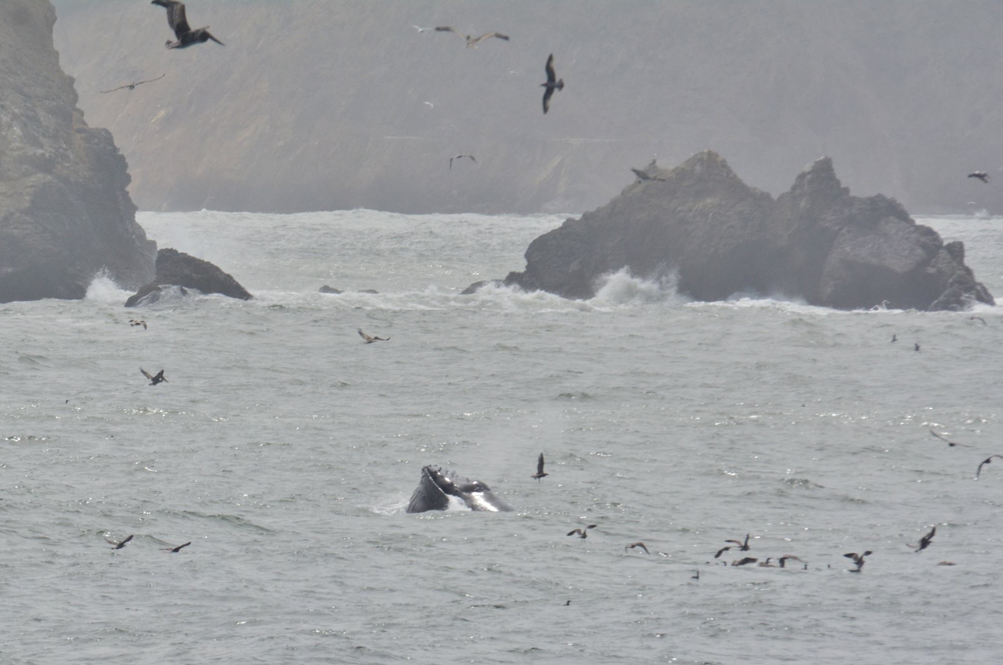 Pacifica Pier is where the whale action was today