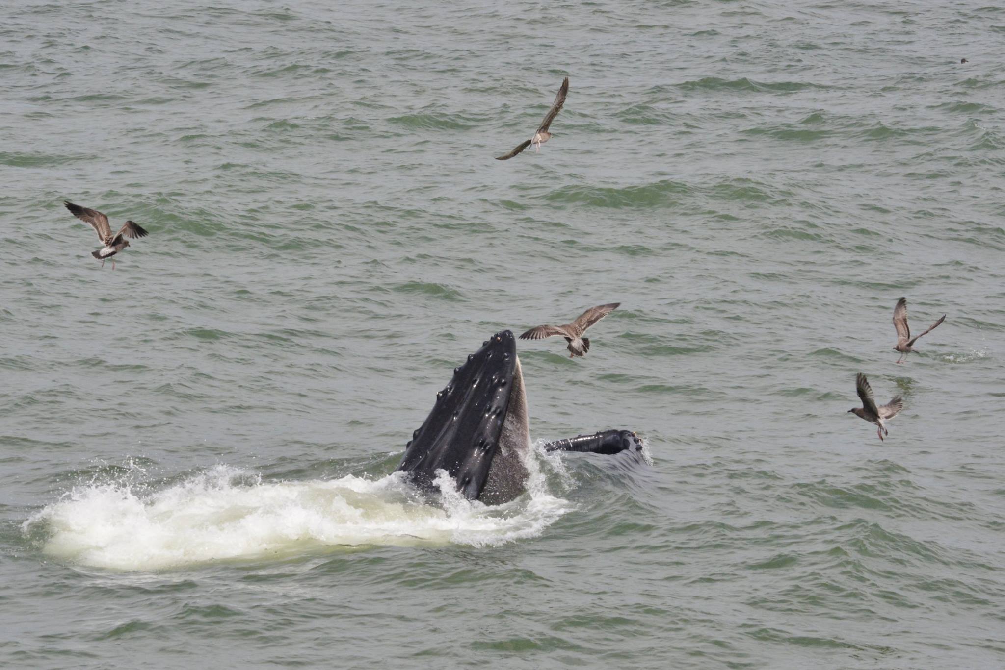 Major feed for whales... and birds Photo Vinny Vance