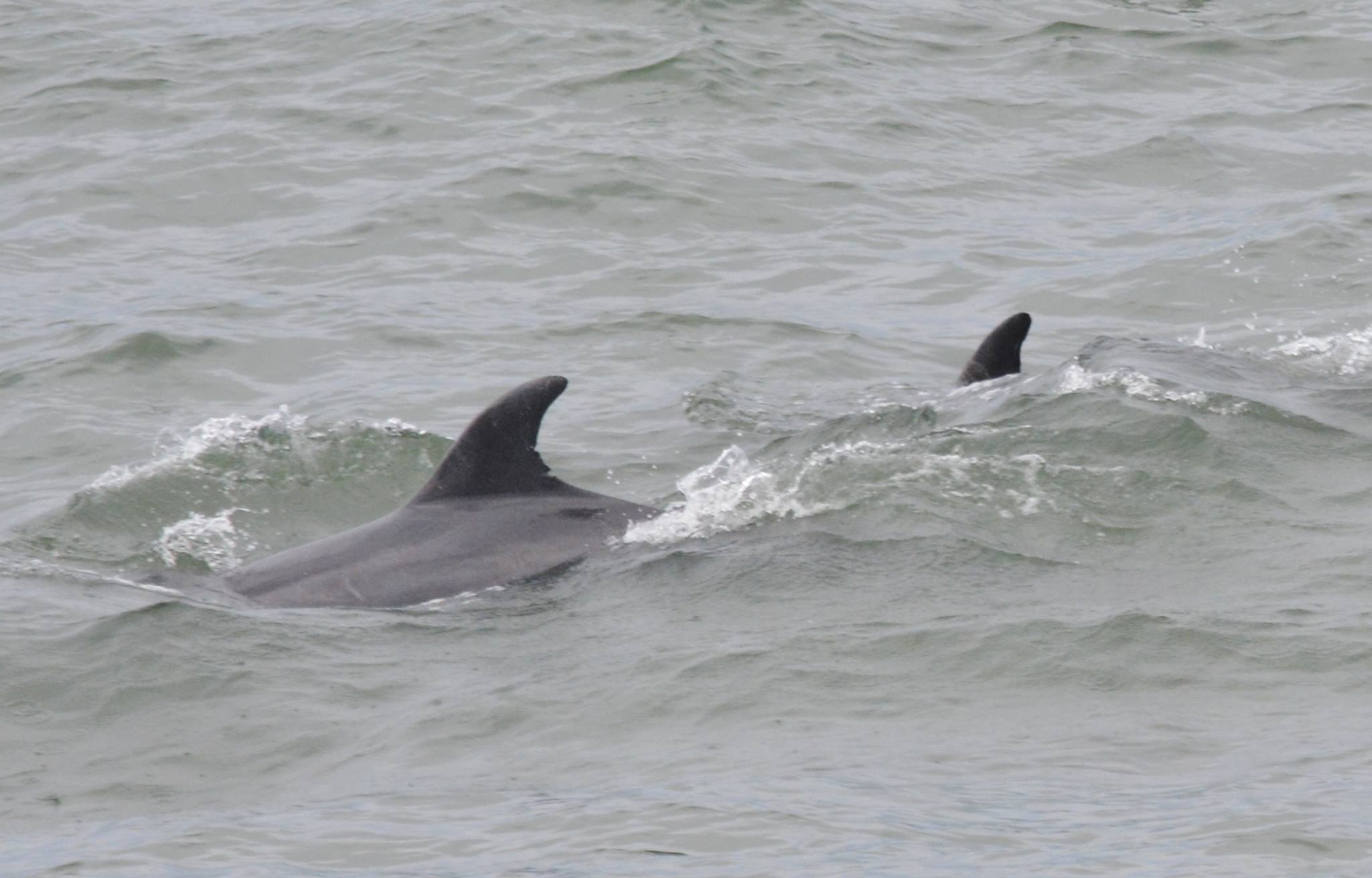 Whales feeding at Pacifica Pier today Photos: Vinny Vance