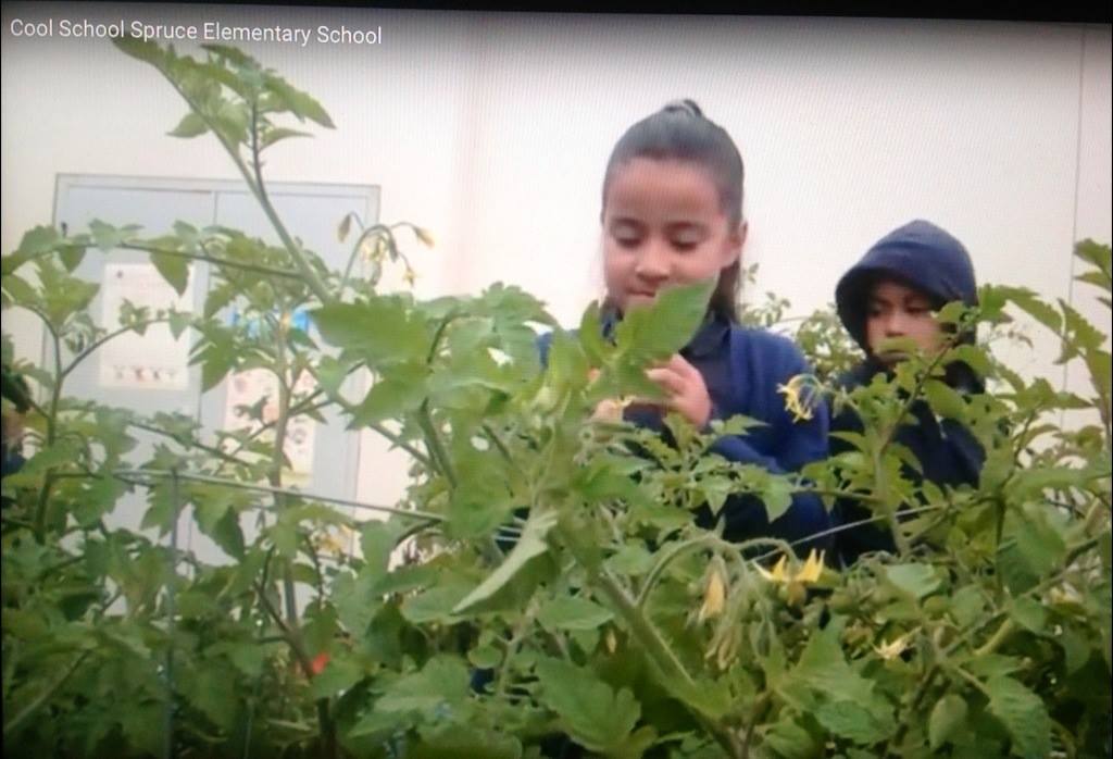 It takes nurturing and time to enjoy the fruits of their labor, another learning experience for our students Photo: KPIX