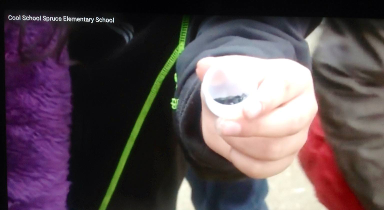 Learning about new bugs is part of the program at Spruce Elementary School Photo: KPIX