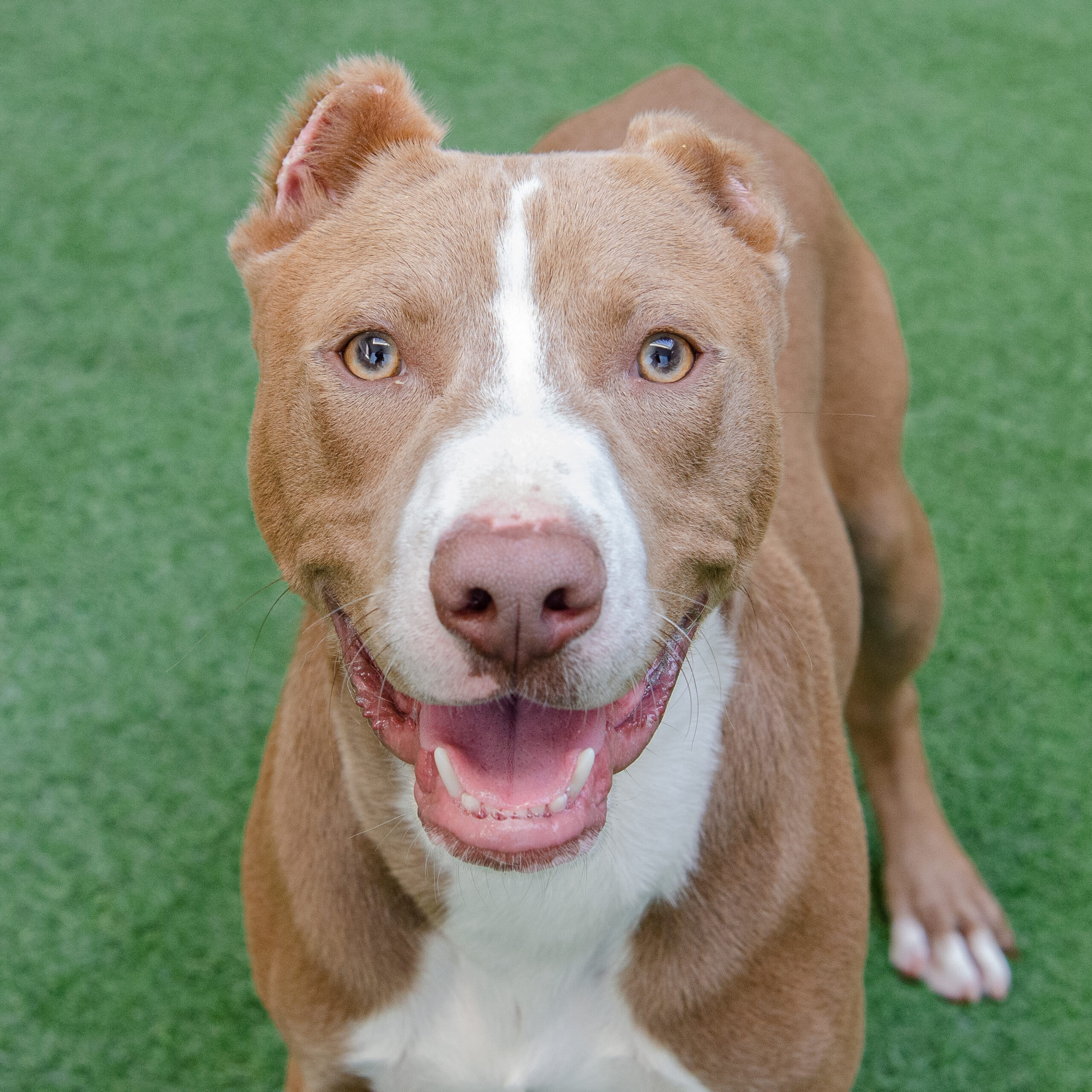 A brown and white dog