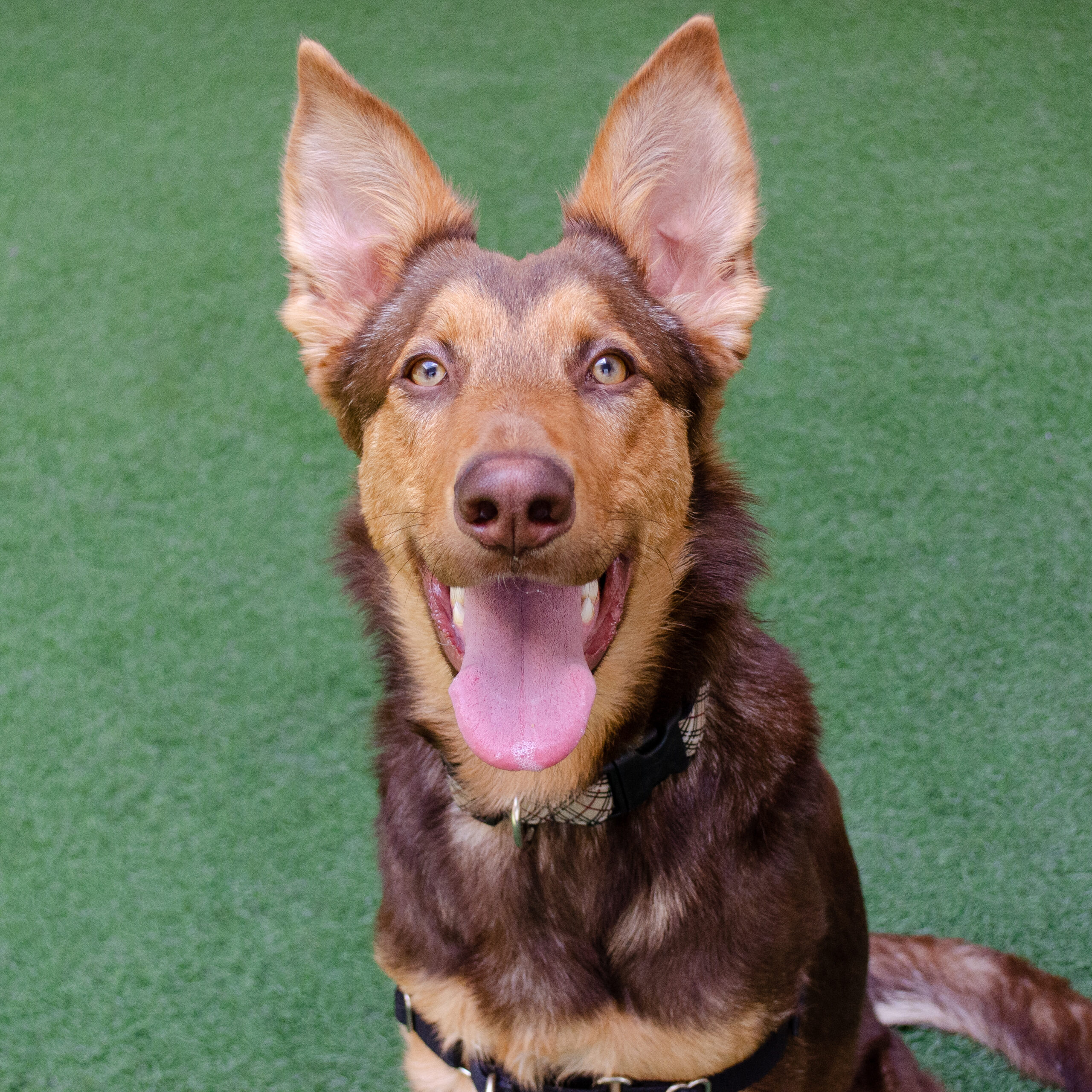 A dog with its tongue out