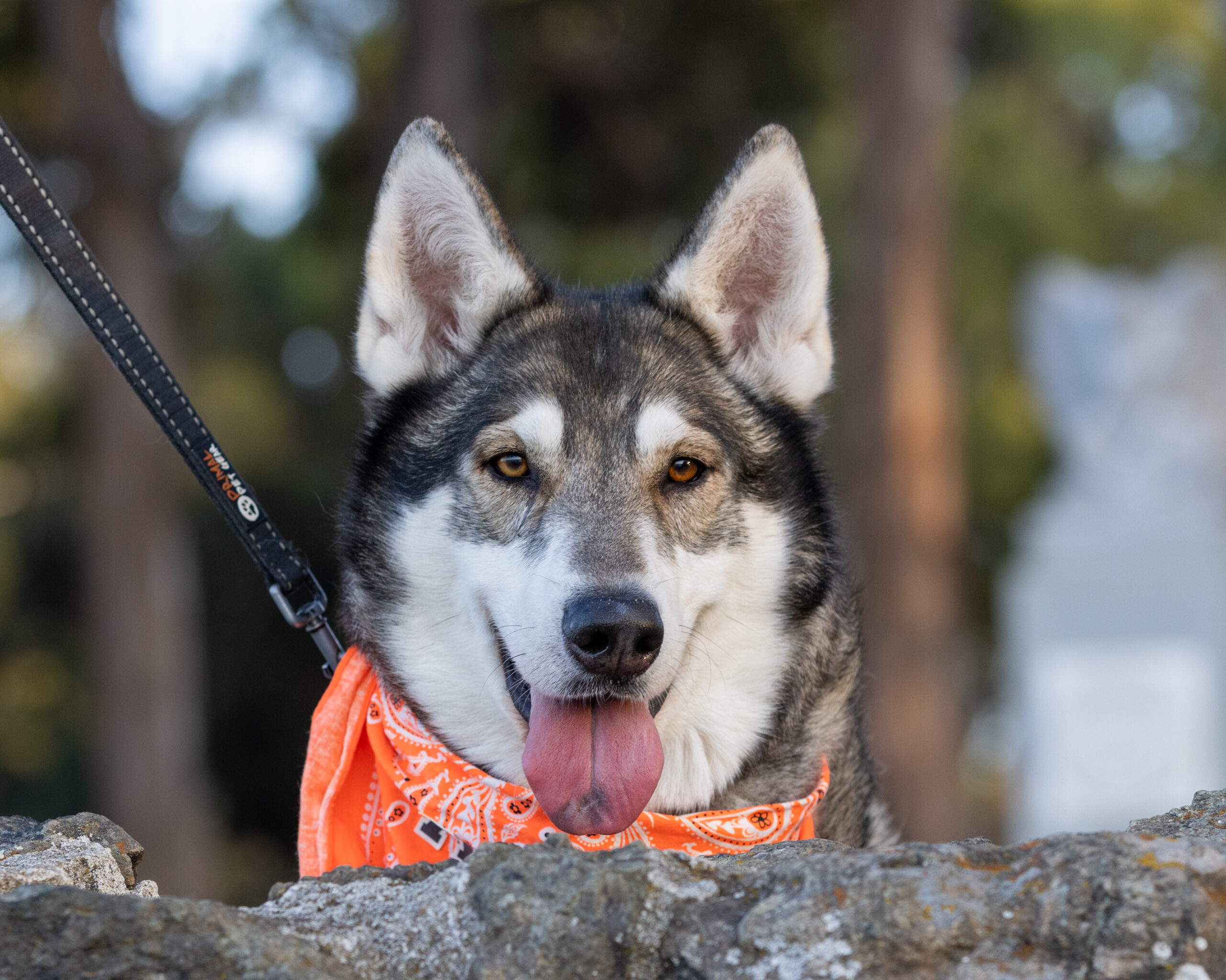 A husky with its tongue out wearing an orange scarf