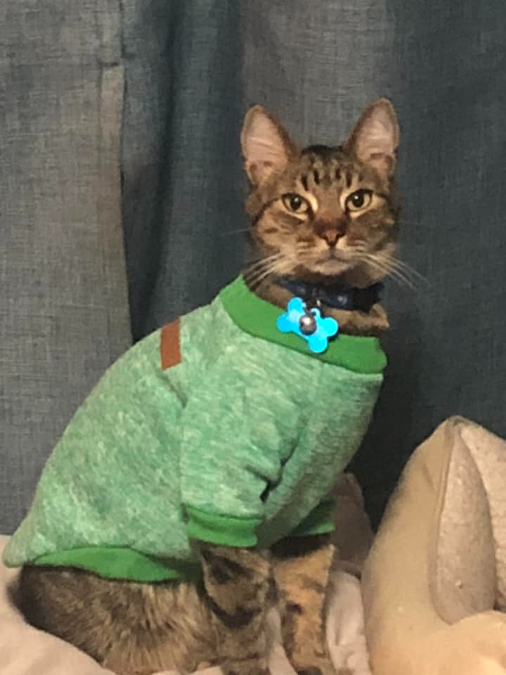 A brown cat wearing a green shirt