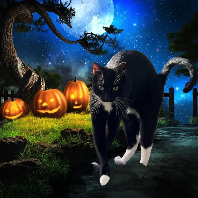 Artwork of a black cat walking on a street with jack-o'-lanterns