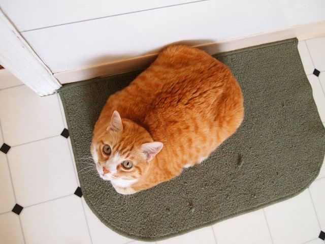 An orange cat on a rug, looking up