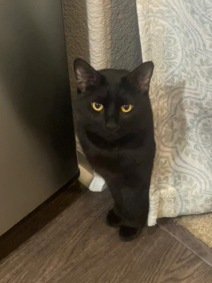 A black cat with half of its body behind a curtain