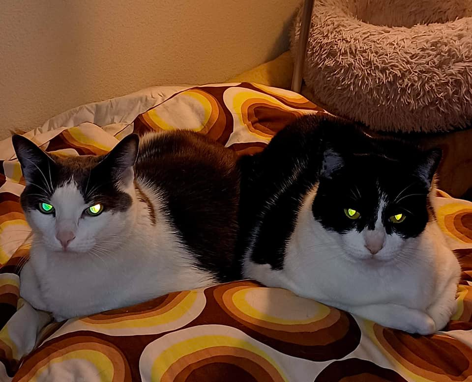 Two black and white cats