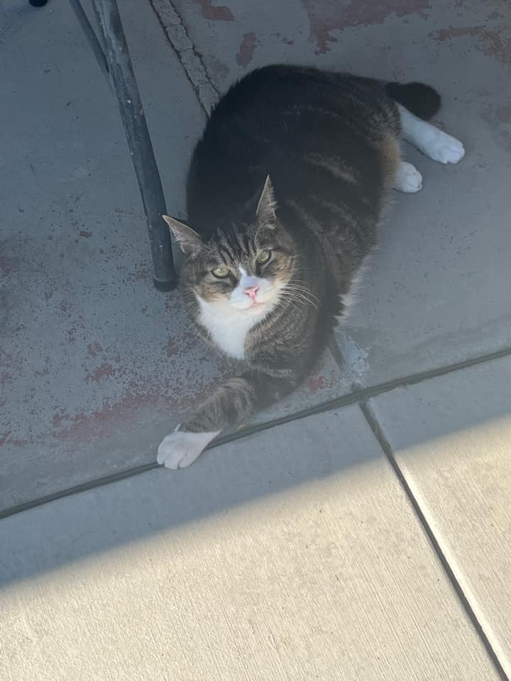 A gray cat with white spots and a face that looks angry