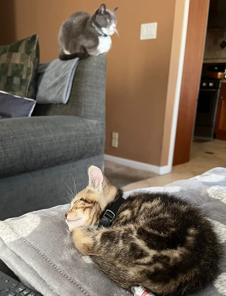 Two cats, one sleeping on the couch and the other sitting on the back rest of a sofa