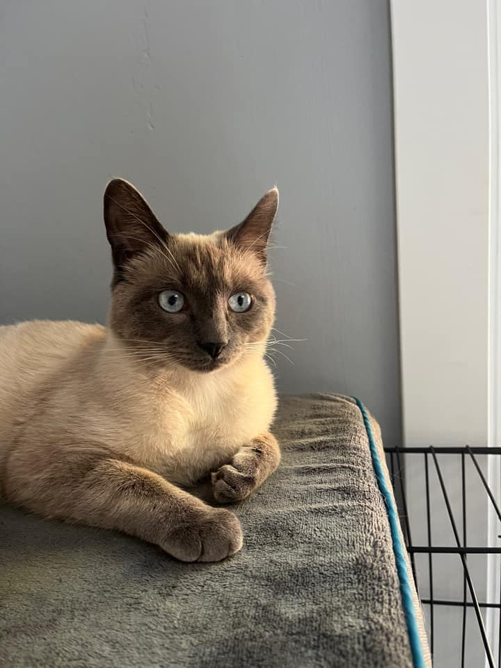 A gray and brown cat just staring straight ahead