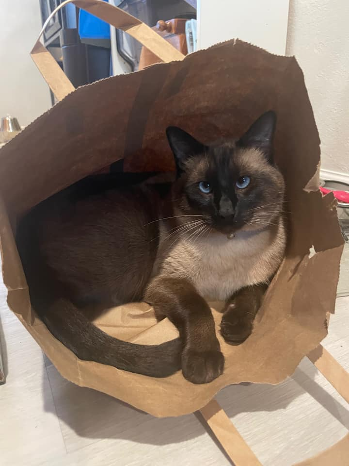 A black and gray cat inside a big paper bag