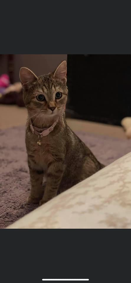 A wide-eyed cat that looks curious