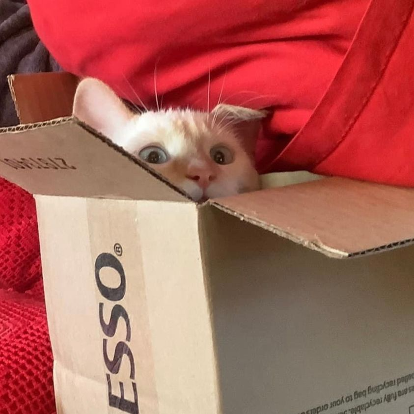 A white cat with a shocked face, hiding inside a box