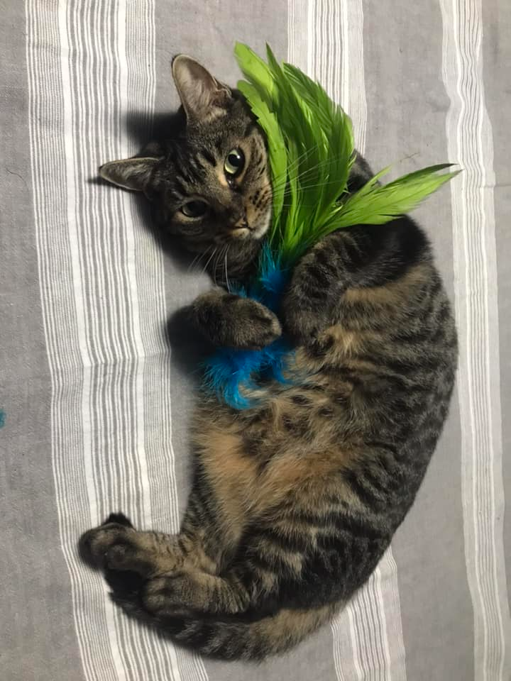 A black and brown cat hugging some leaves