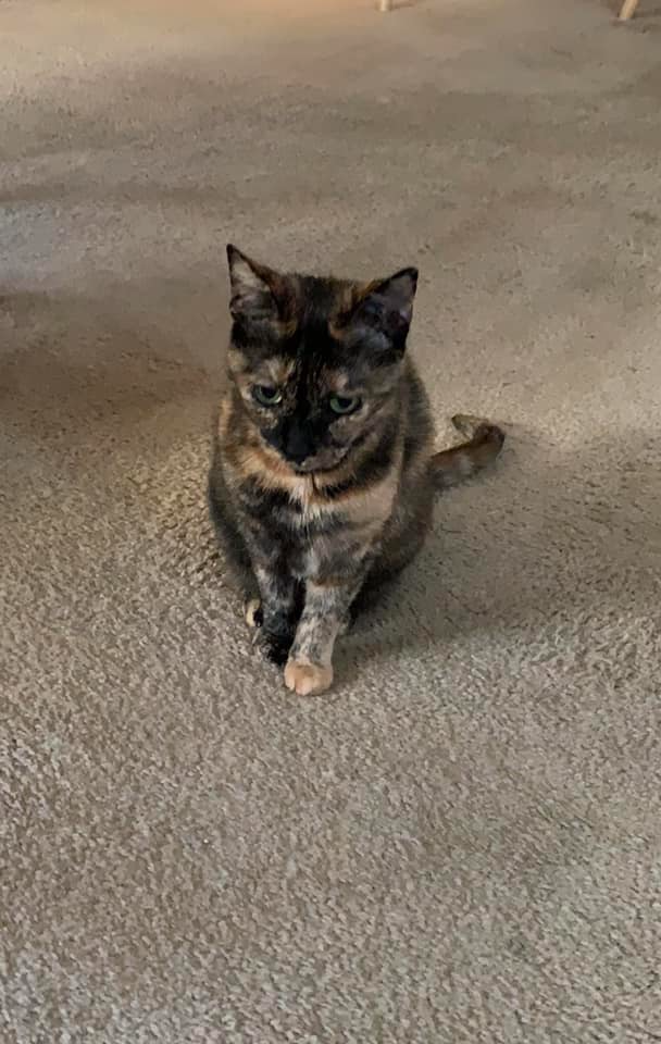 A brown and black cat that looks frowning