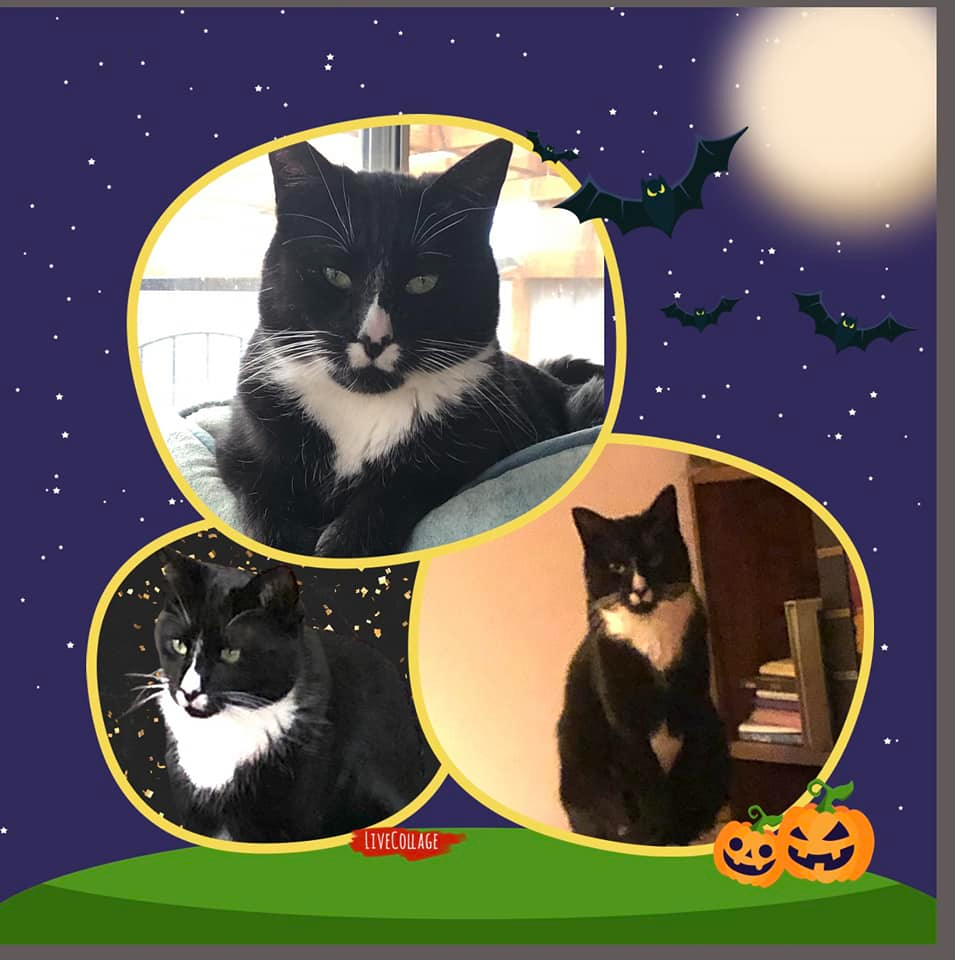 A Halloween-themed collage of a black cat