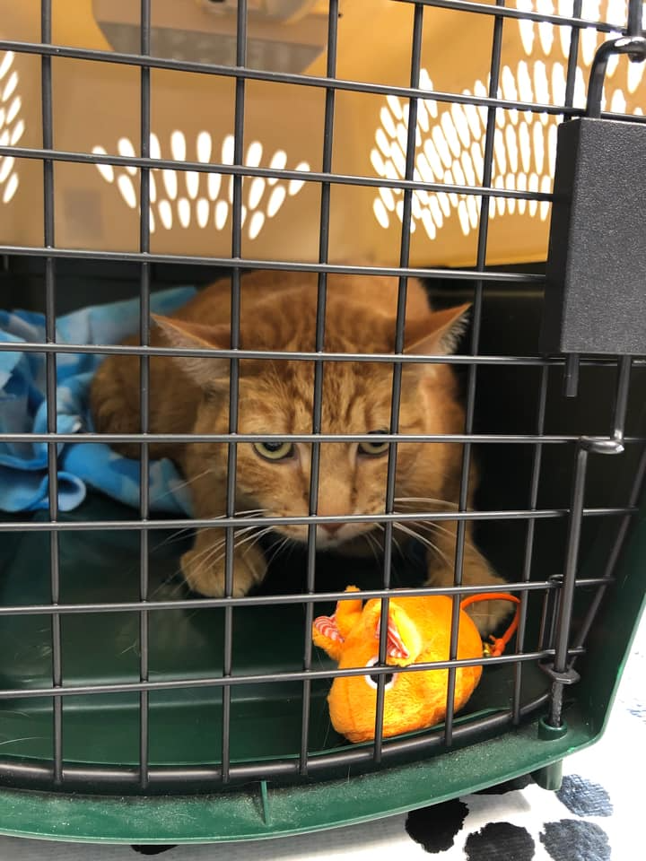 An orange cat in a kennel