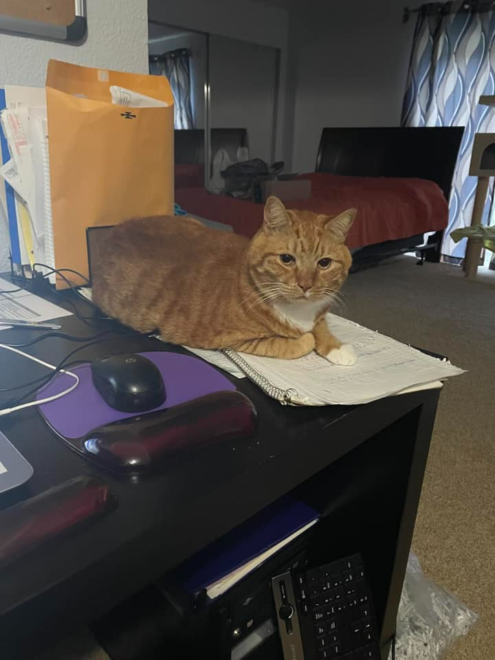 An orange cat with half of its body covering a notebook and some papers